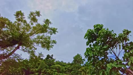 Time-lapse-of-fast-moving-ominous-clouds-against-a-jungle-forest-backdrop