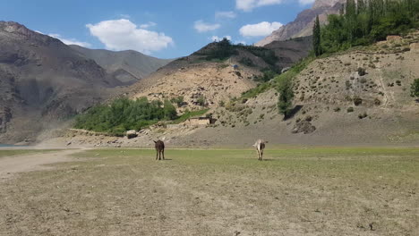 Couple-of-Donkeys-Grazing-Freely-in-Pasture-and-Landscape-of-Central-Asia,-Wide-View