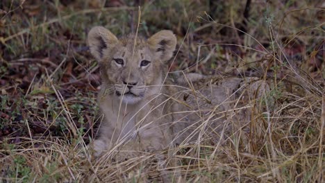 Baby-lion-cub-laying-in-grass-in-South-Africa,-hiding-from-the-rain