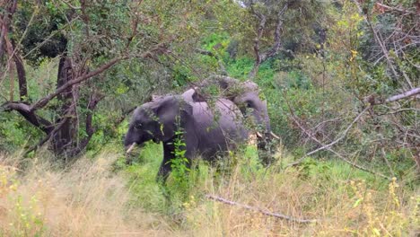 Pair-Of-African-Bush-Elephant-At-The-Savanna-In-Kruger-National-Park,-South-Africa