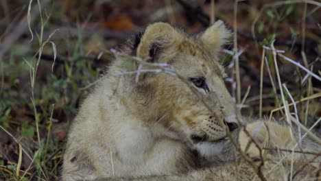 Baby-lion-cub-laying-in-grass-in-South-Africa,-hiding-from-the-rain
