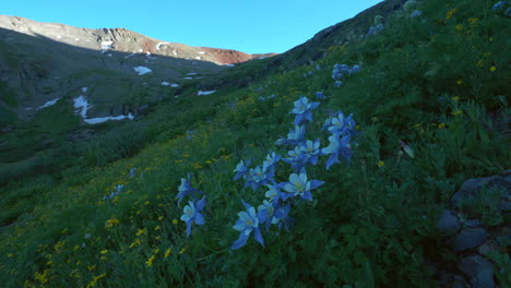 Cinematic-slow-motion-pan-left-breeze-columbine-colorful-wildflower-last-sunset-golden-hour-light-Ice-Lake-Basin-Silverton-Telluride-Ouray-Trailhead-top-of-snow-melted-peak-Rocky-Mountains-landscape