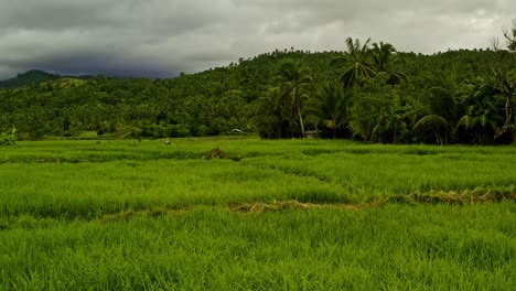 Low-push-in-cinematic-shot-over-rice-paddy-fields-in-Surigao-Del-Norte,-Mindanao,-Philippines