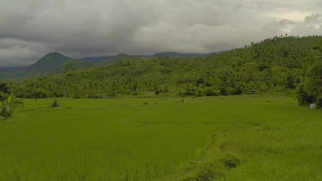 Filmischer-Drohnen-Tiefflug-über-Reisfelder-Mit-Dschungellandschaft-Im-Hintergrund-In-Surigao-Del-Norte,-Philippinen