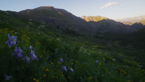 Cinematic-slow-motion-pan-right-breeze-colorful-wildflower-Colombine-Colorado-last-sunset-golden-hour-light-Ice-Lake-Basin-Silverton-Telluride-Ouray-Trailhead-top-of-peak-Rocky-Mountains-landscape