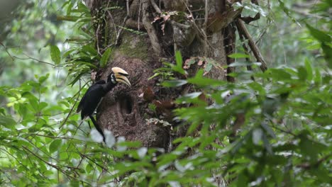 Disgorging-food-from-its-mouth,-a-male-Oriental-Pied-Hornbill-Anthracoceros-albirostris-is-getting-ready-to-feed-its-mate-that-is-inside-a-cavity-of-a-tree-at-Khao-Yai-National-Park-in-Thailand