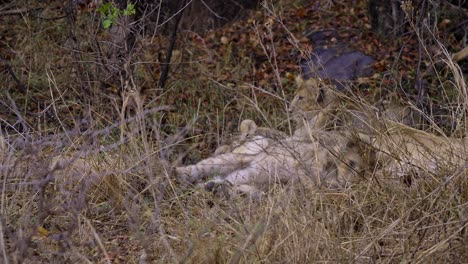 Baby-Löwenjunges-Spielt-Mit-Der-Löwin-Mutter-Im-Gras-In-Südafrika-Und-Versteckt-Sich-Vor-Dem-Regen