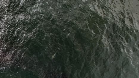 A-top-down-view-of-a-school-of-fish-avoiding-a-shark-in-the-green-waters-of-the-Atlantic-Ocean,-by-Rockaway-Beach-in-NY
