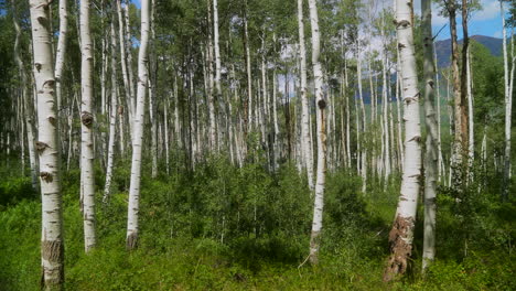 Cinematic-slow-motion-slider-right-summer-beautiful-blue-bird-mid-day-noon-Colorado-white-Aspen-Tree-green-leaf-stunning-peaceful-deep-thick-grove-forest-Kebler-Pass-Crested-Butte-Rocky-Mountains