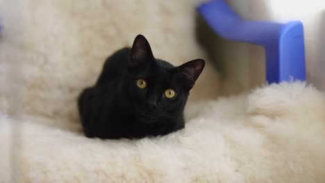 Kleine-Neugierige-Schwarze-Katze,-Die-Von-Der-Couch-Aus-In-Die-Kamera-Schaut