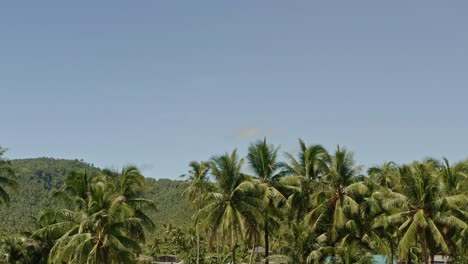 Smooth-tropical-view-of-palm-trees-against-blue-skies,-typical-asian-or-Caribbean-view