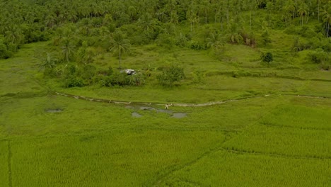 Birds-eye-view-of-rice-fields-with-pan-up-reveal-to-mountain-landscape
