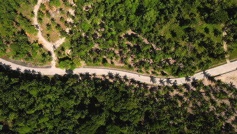 Drone-top-down-tracking-along-road-to-paradise-with-palm-trees-and-shadows-lining
