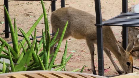 Ciervo-Solitario-Comiendo-En-El-Suelo-En-El-Parque-Nacional-Kruger,-Sudáfrica