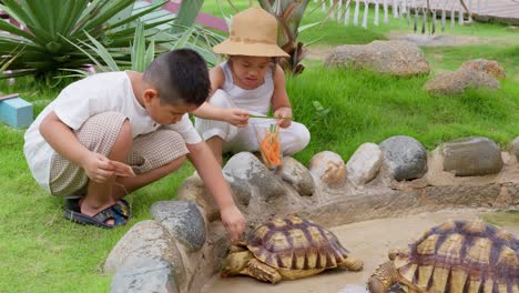 Two-Asian-kids-feed-carrots-to-a-turtle-at-a-beach-farm