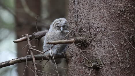 A-Owl-fledgling-resting-against-the-bark-of-a-pine-tree