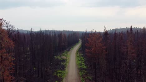 Aerial-Revealed-Burnt-Forest-Trees-After-Wildfire-Near-Massey,-Ontario-Canada