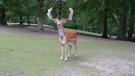 Woman-standing-face-to-face-with-huge-European-Fallow-Deer-Buck-and-taking-picture-with-her-phone---Wildlife-park-in-Aarhus-Denmark