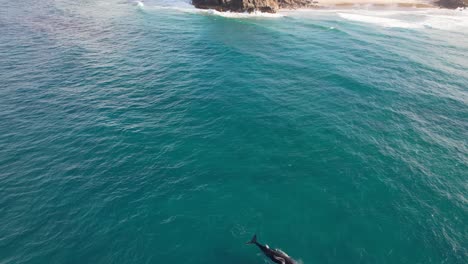 Humpback-Whale-In-The-Sea-Near-Norries-Headland-And-Cabarita-Beach-In-New-South-Wales