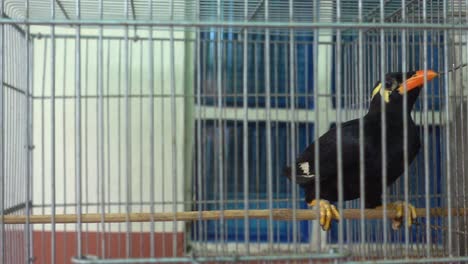 Close-up-shot-of-a-caged-black-Palawan-mynah-in-a-room,-inquisitively-looking-at-the-camera