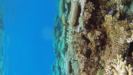Gelbstreifen-Ziegenfisch,-Der-In-Den-Tropischen-Gewässern-Neukaledoniens-Schwimmt