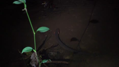 Electric-eel-hunting-at-night