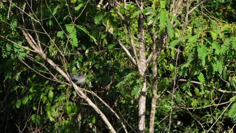 A-Green-billed-Malkoha-Phaenicophaeus-is-shaking-its-body-and-preening-its-tail-feathers-while-perching-on-a-tiny-branch-of-a-tree-inside-Khaeng-Krachan-National-Park-in-Phetchaburi,-Thailand