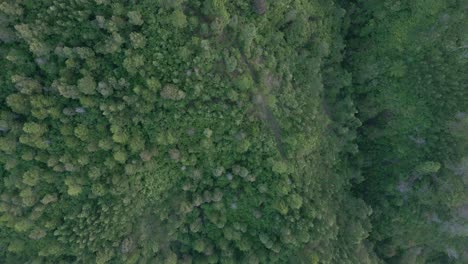 Fly-over-green-tropical-forest-with-a-ravine