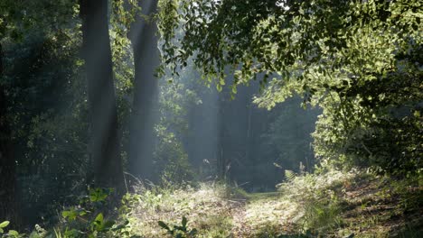 Beautiful-morning-sun-light-in-forest,-rays-of-light