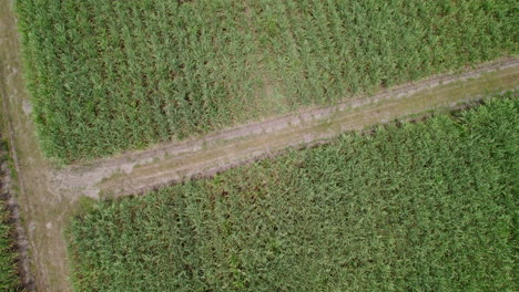 Aerial-view-of-fields-and-a-path-amidst-nature