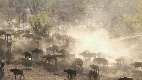 African-Buffalo-Herd-In-Dusty-Landscape-During-Migration