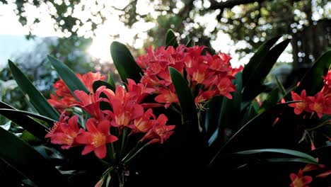 Tropische-Orangefarbene-Lilienblüten-In-Einem-Atemberaubenden-Garten