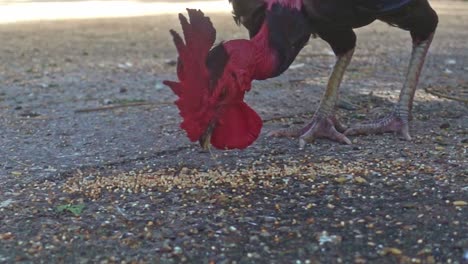 Slow-motion-shot-of-black-cock-or-rooster-eating-broken-wheat-from-the-ground