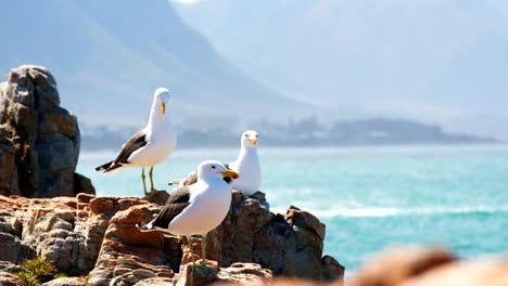 Three-kelp-gulls-on-rocks-of-coastline,-telephoto-shot-with-copy-space