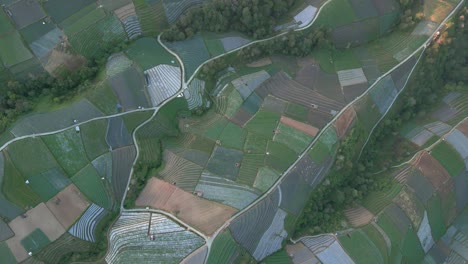 Top-down-view-of-large-vegetable-plantation