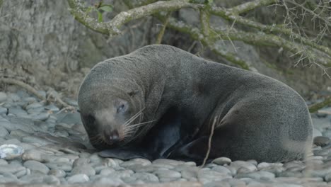 nice-little-Fur-Seal-resting-sleeping-on-New-Zealand-rocky-beach-isolated-close-up