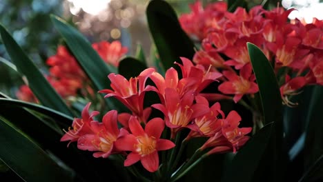 Wunderschöne-Leuchtend-Orangefarbene-Tropische-Lilienblüten-In-Einem-Garten