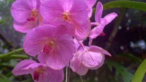 Close-up-shot-of-a-bunch-of-pink-waling-waling-flowers-blooming-in-a-garden-surrounded-by-vegetation-on-a-sunny-day