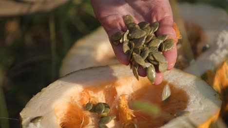 Close-Up-View-of-Pumpkin-Seeds-Being-Extracted-from-a-Field-Harvest-by-a-Local-Farmer