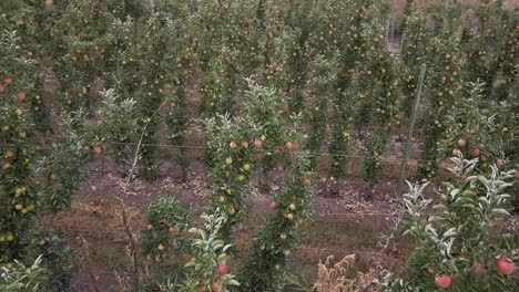 Low-flyover:-Apple-orchard-trees-in-rows,-apples-ripe,-ready-to-pick