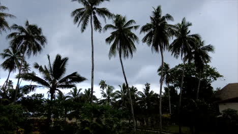 Bewegungsablauf-Von-Palmen-In-Samoa-An-Einem-Regnerischen,-Bewölkten-Tag
