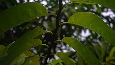 Cinematic-smooth-slow-rail-shot-of-rain-drops-on-backlit-leaves---Jungle-foliage-filmed-in-the-Philippines