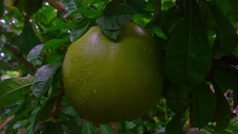Slow-panning-shot-of-the-giant-Miracle-Fruit-fruits-also-know-as-Calabash-Tree-and-Calabasa