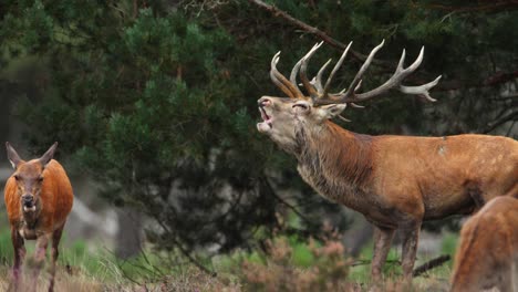 Male-red-deer-follows-female-doe-during-rutting-season,-seeking-mate,-telephoto-tracking-view