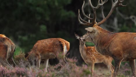 Large-red-deer-shakes-antlers-during-rutting-season-showcasing-strength