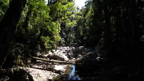 Abgelegener-Regenwaldbach,-Tief-In-Der-Australischen-Dschungellandschaft-Versteckt