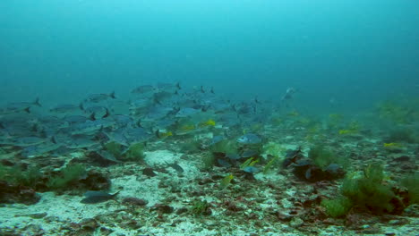 Wasseraufnahme-Von-Fischen,-Galpagos