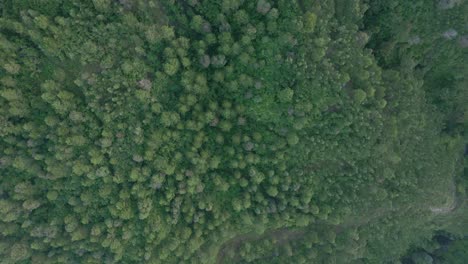 Top-down-view-from-high-altitude-drone-shot-of-treetop-from-green-forest