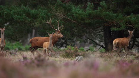 Tracking-follow-of-Red-Deer-in-Rutting-season-at-Hoge-Veluwe,-shallow-depth-of-field