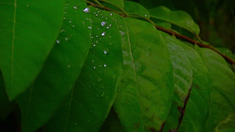 Cinematic-shallow-focus-shot-of-rain-drops-on-dark-leaves